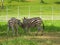 Herd Zebras are grazing  with green field background.