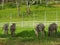 Herd Zebras are grazing  with green field background.