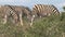 Herd of zebras grazing on the savanna