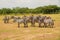 A herd of zebras grazing in the wild at Ol Pejeta Conservancy, Nanyuki, Kenya