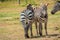 A herd of zebras grazing in the wild at Ol Pejeta Conservancy, Nanyuki, Kenya