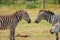 A herd of zebras grazing in the wild at Ol Pejeta Conservancy, Nanyuki, Kenya