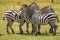 A herd of zebras grazing in the wild at Ol Pejeta Conservancy, Nanyuki, Kenya