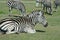 Herd of Zebras on Green Grassy Field Grazing