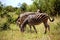 Herd of zebras in Kruger National park. Autumn in South Africa.