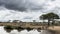 Herd of zebras resting by a river, Serengeti, Tanzania