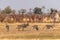 A herd of Zebras roaming the Okavango Delta