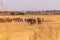 A herd of Zebras roaming the Okavango Delta