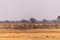 A herd of Zebras roaming the Okavango Delta