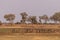 A herd of Zebras roaming the Okavango Delta