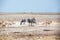 Herd of zebras and springbok antelopes drinks water from drying out lake on white Etosha pan land, Namibia, Southern Africa