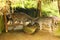 Herd of zebras under shelter in safari