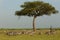 Herd of zebras under a tree