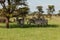 Herd of zebras under a tree