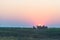 Herd of Zebras walking in the bush in backlight at sunset. Scenic colorful sunlight at the horizon. Wildlife Safari in the african