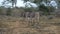 Herd of Zebras walking in the bush. Wildlife Safari in the Kruger National Park, major travel destination in South Africa.