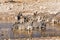 Herd of Zebras in a waterhole in Namibia