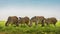 Herd of zebras in wild steppe