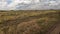 A herd of zebras and wildebeest graze grass in the green fields of the Serengeti National Park, Tanzania.