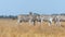 Herd of zebras in a yellow steppe in Ukraine in summer in slo-mo