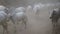 Herd of zebu in Bagan