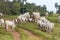 Herd of zebu Nellore animals in a feeder area of a beef cattle farm