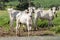 Herd of zebu Nellore animals in a pasture area