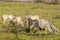 Herd of zebu Nellore animals in a pasture area of a beef cattle farm