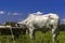 Herd of zebu Nellore animals in a pasture area of a beef cattle farm