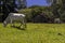 Herd of zebu Nellore animals in a pasture area of a beef cattle farm