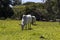 Herd of zebu Nellore animals in a pasture area of a beef cattle farm