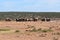 A herde of elephants at a waterhole drinking water on a sunny day in Addo Elephant Park in Colchester, South Africa