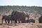 A herde of elephants at a waterhole drinking water on a sunny day in Addo Elephant Park in Colchester, South Africa