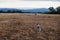 Herder dog on a field watching kangeroos in a distance at the Grampians, Victoria, Australia
