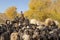 Herder and flock of sheep and cows, Kyrgyzstan