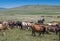 Herder on a horse with his cows