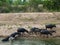 Herder rounding up him buffalo from the canal