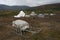 Herders\' camp in the mountains.