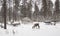 Herders camp in the winter woods