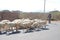 Herders are moving sheep for food and drink hoping that there will be water
