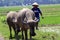 Herding buffalo