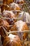 Herding Cattle Texas Longhorns Cows