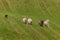 Herding Dog Behind Line of Sheep Ovis aries