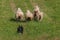 Herding Dog Behind Lined Up Sheep Ovis aries