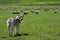 Herding dog guarding large flock of sheep