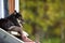 Herding dog lying on a porch