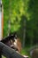 Herding dog lying on a porch