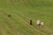 Herding Dog Moves Group of Sheep Ovis aries In From Pasture