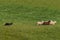 Herding Dog Moves Group of Sheep Ovis aries Right