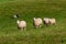 Herding Dog Runs In Four Sheep Ovis aries